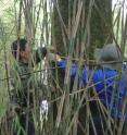 Two technicians in China's Wolong Nature Reserve measure tree growth to chart forest recovery.