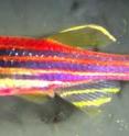 This image shows a brightfield microscopy view of an adult skinbow zebrafish.