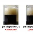 The two strains of brewer's yeast on the left failed to carbonate without treatment with nutrient-rich compound. The right two samples show successful carbonation with the same yeast strains after treatment.