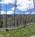 This photo shows very sparse post-fire tree regeneration following the Beaver Creek Fire (near Yellowstone National Park in 2000), which was followed by three years of severe drought. This photo was taken far from the edge of a stand-replacing burn patch -- away from surviving seed sources.
