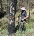 CU-Boulder postdoctoral researcher Brian Harvey  is collecting data on burn measurements and post-fire tree seedlings in a burned forest just outside of Yellowstone National Park.