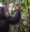 Female orphan chimpanzee are cared for at the Sanaga-Yong Chimpanzee Rescue Center.