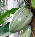A healthy cocoa pod on a cacao tree.