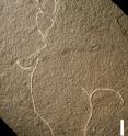 <i>Chinggiskhaania bifurcata</i> is the scientific name of one of the new kinds of multicellular algae recently found preserved as ancient fossils.