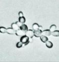 Colonies of yeast (<i>Saccharomyces cerevisiae</i>) pictured under a microscope. In glucose-rich conditions (left), yeast cells grow in a tight cluster. But when glucose is limited (right), new cells grow outward, forming a filament-like configuration that may aid in the search for food. A new study identifies the cellular mechanisms that cause the change in growth pattern, as well as the amount of time it takes for the shift to occur. Bar, 10 microns.