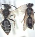 Comparison of small and large <i>Andrena nasonii</i> bees from the study region.