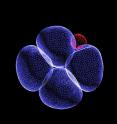 This is a four-cell stage embryo.