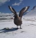 Brown skuas in Antarctica, when they recognized the intruders, showed aggressive behaviors such as yelling, following and kicking on the head of the intruders.