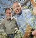 Kent Bradford, left, and Alfred Huo, seen here with a flowering lettuce plant, found that lettuce could be prevented from flowering by increasing the expression of a specific microRNA in the plants. The high levels of this microRNA prevent the plant from transitioning to adulthood and flowering, and the plant continues to make numerous baby leaves rather than forming a compact head of lettuce.