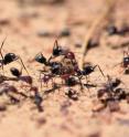 This image shows ants displaying aggression against non-nest mates.