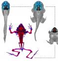Rapid metamorphic remodeling associated with the development of Indian Purple frog (<i>Nasikabatrachus sahyadrensis</i>) tadpoles.