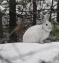 The snowshoe hare is an emblematic species of the north country, adapted to and dependent on a snowy climate. A recent study by UW-Madison researchers shows the southern boundary of the snowshoe hare's range shifting north as climate warms.