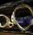 The jaw of a megalodon could reach up to 3 meters.