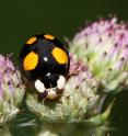 The harlequin ladybird was introduced to some countries as a biological control agent against agricultural pests such as aphids.