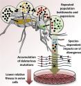 This visual abstract depicts how  viruses undergo repeated tissue associated bottlenecks during systemic mosquito infection, and the recovery genetic diversity is species dependent. These cycles, along with weak purifying selection, are responsible for the fitness costs associated with mosquito transmission.