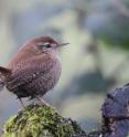 Wrens have been increasing in northern European areas where winters are becoming milder, but declining in some southern countries where summers have been getting hotter and drier.