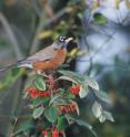 The American robin, a familiar species across much of continental USA, has declined in some southern states such as Mississippi and Louisiana, but increased in north-central states, such as the Dakotas.