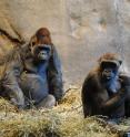 A new assembly of the gorilla genome offers important biological insights into their evolution and how these primates differ from humans.