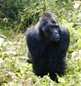 Smithsonian Tropical Research Institute staff scientist and his team risked their lives to estimate the number of Grauer's gorillas remaining in 1996, 17,000. A new survey puts the number of gorillas at 3,800.