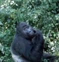 Grauer's gorilla is the largest primate species in the world.