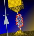 Illustration of the coralyne-intercalated DNA junction used to create a single-molecule diode, which can be used as an active element in future nanoscale circuits.