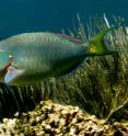 The stoplight parrotfish (<i>Sparisoma viride</i>), one of the most important fish on coral reefs yet also highly sought-after fishery species.