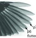 Photo of a broadbill wing, showing the P6 and P7 feathers that generate the sound.