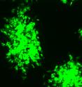 Myxoma virus, a rabbit-specific virus related to the smallpox virus, infects rabbit cells by inhibiting rabbits' cellular virus-defenses. The mutated strain is not able to establish an active infection like the one shown here.