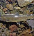 This is a bull trout, a popular fish species of conservation concern, that find shelter in mountain stream climate refugia.