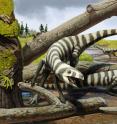 In this artist's rendering of the <i>Asilisaurus kongwe</i>, the animal is shown as it would walk and move about. The stripes are artistic license, although the animal's 'proto-feathers' are likely. 'We have good reason to think they probably had some sort of simple feather-like structures ... but we haven't found evidence of this yet," said Christopher Griffin, a geoscience graduate student at Virginia Tech.