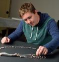 Christopher Griffin, a geoscience master's student in the Virginia Tech College of Science, reconstructs a partial specimen of a Asilisaurus fossil. Pictured are the animals back legs and tail.