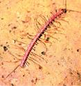 The extremely long legs of the stick insect dragon millipede, <i>Desmoxytes phasmoides</i> give the animal an unusual appearance, similar to a stick insect. This species, discovered in the Fengliu Dong Cave near Baise City, shows extreme versions of typical evolutionary adaptations of cave millipedes, namely the strongly elongated legs and antennae.