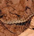 The Ghost Dragon Millipede, <i>Desmoxytes similis</i>, shows another common adaptation to underground life in caves. The complete loss of pigmentation gives the animal a ghost-like appearance.