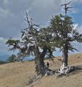 Drought sensitive 1000-year old trees from the mountains of Greece. Indirect recorders of past precipitation and drought variability such as tree-ring width data were used by the re-searchers to reconstruct twelve centuries of Northern Hemisphere hydroclimate variability.
