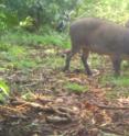 Female and male Bawean warty pig -- image from camera trap.