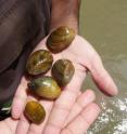 This image shows a handful of native Great Lakes Mussels.