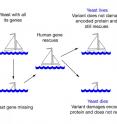 The basic concept of testing human gene variants in yeast.