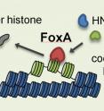 Schematic of opening of nucleosome in liver cell, with linker histone ejected, accessible nucleosomes with pioneer factors, and liver-specific transcription factors.