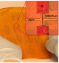 Because this entirely ink-based fabrication process works at lower temperatures than existing vacuum-based methods, the researchers were able to make several transistors on the same flexible plastic backing at the same time.