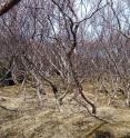 Restoring birch woodland on Iceland is shown. When the Vikings came to Iceland, there were expansive birch woodlands here, but nearly all was cleared away and the woods lay bare far into the 20th century.
