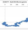 This is a graph of the Zika virus genome in Brazil.