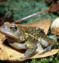 The southern toad population is in danger from both climate change and copper contamination, according to a study from the University of Georgia's Savannah River Ecology Laboratory.