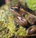 The southern leopard frog population is more tolerant of copper contamination than the southern toad, but both species are in danger from both climate change and copper contamination, according to a study from the University of Georgia's Savannah River Ecology Laboratory.