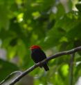 This is an adult male red-capped manakin, which produces wing claps by rapidly retracting its wings toward its body.