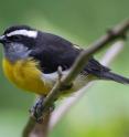 Found throughout the Caribbean, the bananaquit has smaller flight muscles and longer legs on islands with fewer predators.
