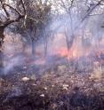 This image shows anthropogenic burning in Hadza country.