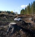 Clear-cutting loosens up carbon stored in forest soils, increasing the chances it will return to the atmosphere as carbon dioxide and contribute to climate change, a Dartmouth College study shows.