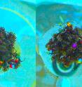 Scientists color-coded ants to track their movements when forming rafts.
