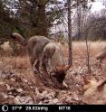 A pack of wolves visits a scent station in the Chernobyl Exclusion Zone. The photograph was taken by one of the remote camera stations and was triggered by the wolves' movement.
