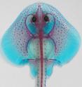 This is a skeletal preparation of a late stage skate embryo.